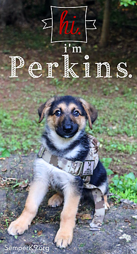 This Semper K9 pup, Perkins, is a commemoration of Cpl. William T. Perkins.